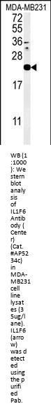 IL1F6 Antibody (Center)