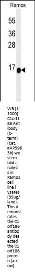 C1orf186 Antibody (C-term)