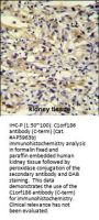 C1orf186 Antibody (C-term)
