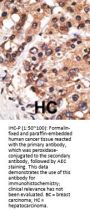 AF9 (MLLT3) Antibody (C-term K486)