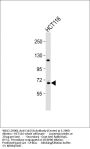Cdc25A Antibody (Center)