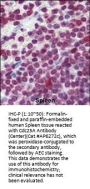 Cdc25A Antibody (Center)