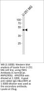 YBX1 Antibody (C-term)