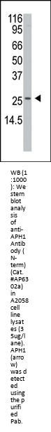 APH1 Antibody (N-term)