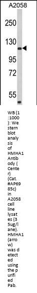 HMHA1 Antibody (Center)