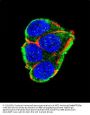 AKT2 Antibody
