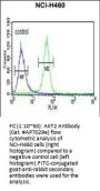 AKT2 Antibody