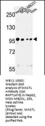 MASTL Antibody