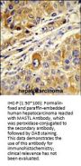 MASTL Antibody