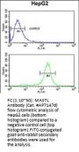 MASTL Antibody