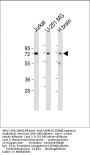 CAMK2G (CAMK2 gamma) Antibody (C-term)