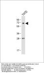 CAMK2G (CAMK2 gamma) Antibody (C-term)