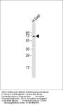 CAMK2G (CAMK2 gamma) Antibody (C-term)