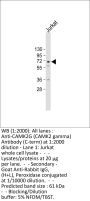 CAMK2G (CAMK2 gamma) Antibody (C-term)