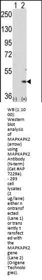 MAPKAPK2 Antibody (N-term)