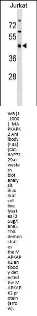 MAPKAPK2 Antibody (N-term)