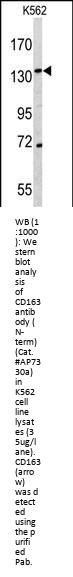 CD163 Antibody (N-term)