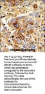 CD163 Antibody (N-term)
