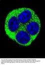 NQO1 Antibody (Center)