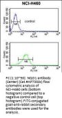 NQO1 Antibody (Center)