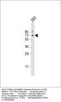 AMPK2 Antibody (Center)