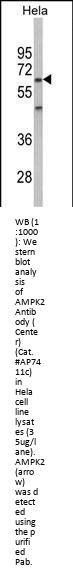 AMPK2 Antibody (Center)