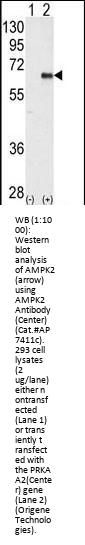 AMPK2 Antibody (Center)