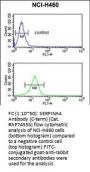 SERPINA4 Antibody (C-term)