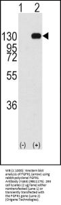 FGFR1 Antibody (Y463)