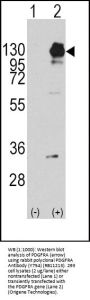 PDGFRA Antibody (Y754)