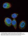 HRAS Antibody (Center)
