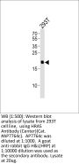 HRAS Antibody (Center)
