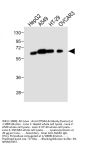 CYP3A4 Antibody (Center)
