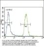 CYP3A4 Antibody (Center)