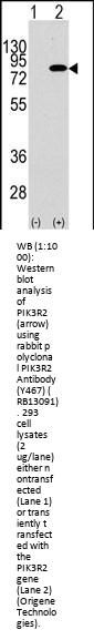 PIK3R2 Antibody (Y467)
