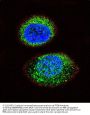 PTEN Antibody (C-term)