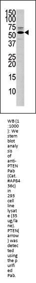 PTEN Antibody (C-term)