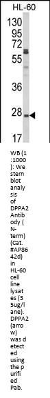 DPPA2 Antibody (N-term)