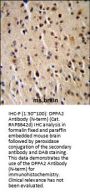 DPPA2 Antibody (N-term)
