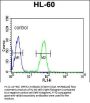 DPPA2 Antibody (N-term)