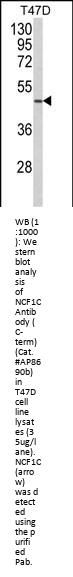NCF1C Antibody (C-term)