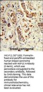NCF1C Antibody (C-term)