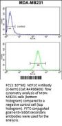 NCF1C Antibody (C-term)