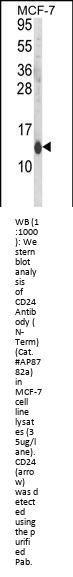 CD24 Antibody (N-Term)