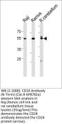 CD24 Antibody (N-Term)
