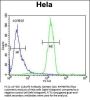 C13orf3 Antibody (Center)