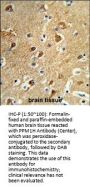 PPM1H Antibody (Center)