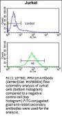 PPM1H Antibody (Center)