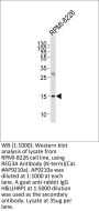 REG3A Antibody (N-term)