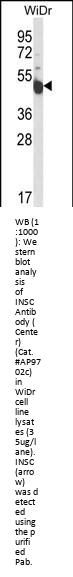 INSC Antibody (Center)